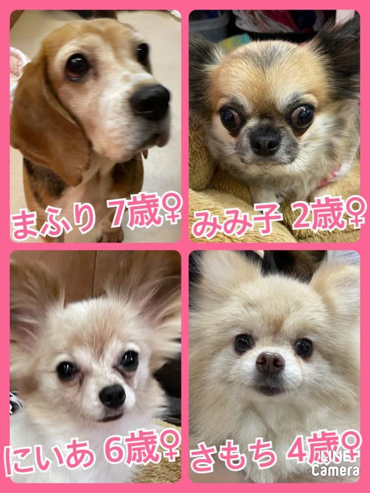 🐾今日の里親様募集中ワンコ🐶メンバーです🐾2021,8,20